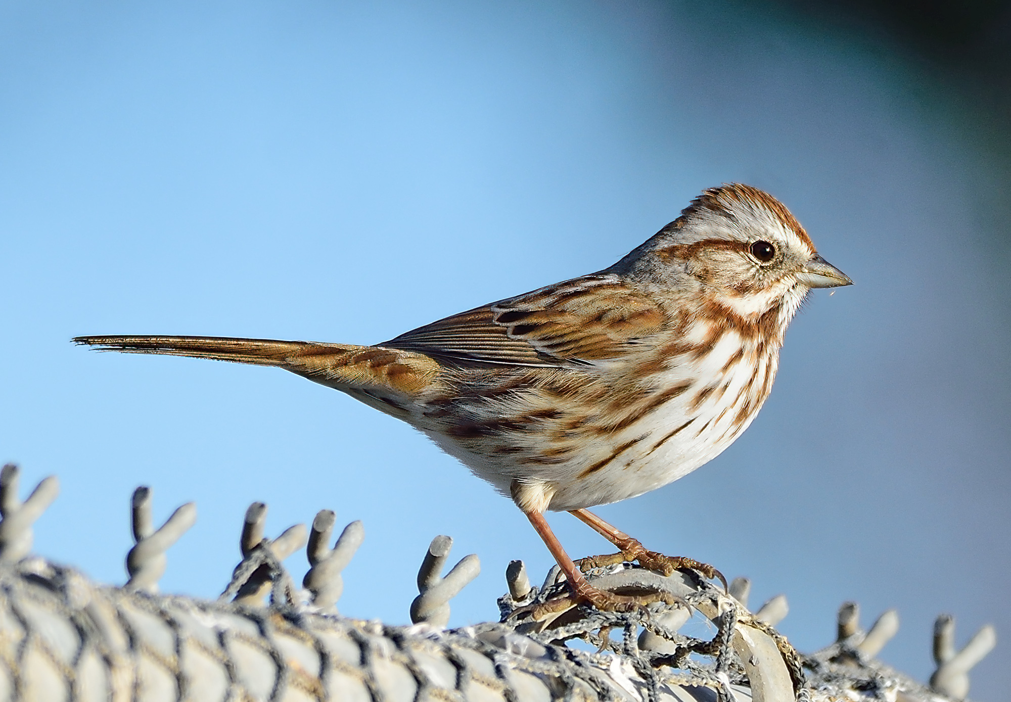 Song Sparrow (Melospiza melodia) · iNaturalist