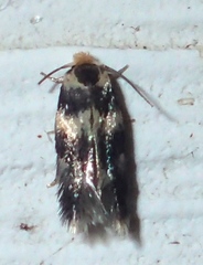 Etainia sericopeza