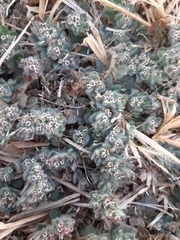 Euphorbia velleriflora