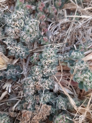 Euphorbia velleriflora