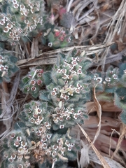 Euphorbia velleriflora