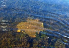 Potamotrygon amandae