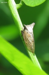 Tsunozemia paradoxa