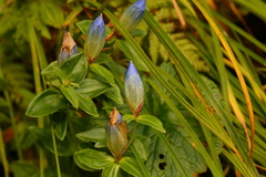 Gentiana platypetala