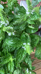 Ocimum basilicum