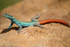 Platysaurus orientalis