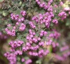 Erica trichadenia