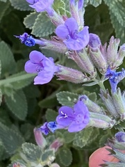 Salvia