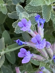 Salvia
