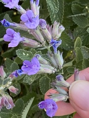 Salvia