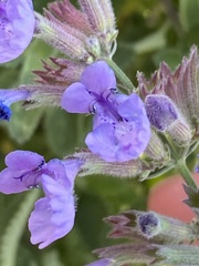 Salvia