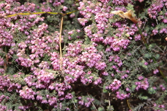 Erica trichadenia