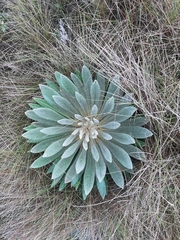 Espeletia guacharaca