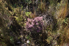 Erica trichadenia
