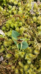 Chiloglottis grammata