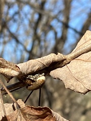 Mastophora phrynosoma