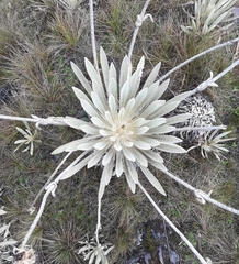 Espeletia congestiflora