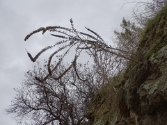 Reseda suffruticosa