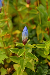 Gentiana platypetala