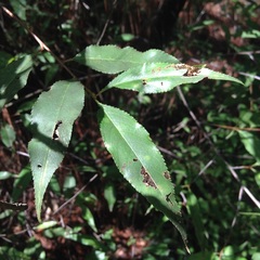 Prunus serotina capuli