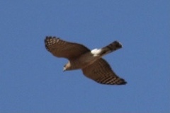 Accipiter cooperii