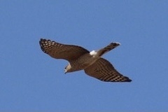 Accipiter cooperii