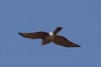 Accipiter cooperii