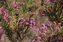 Erica racemosa