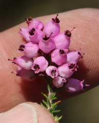 Erica racemosa