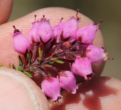 Erica racemosa