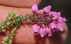 Erica racemosa