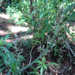Thyrsanthemum floribundum
