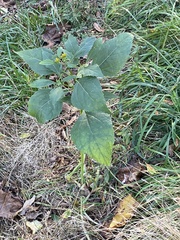 Verbesina occidentalis