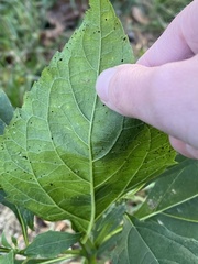 Verbesina occidentalis