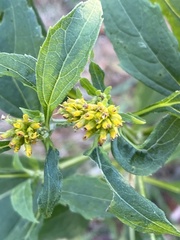 Verbesina occidentalis