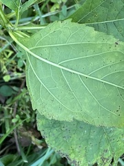 Verbesina occidentalis