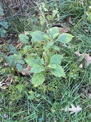 Verbesina occidentalis