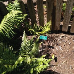 Dryopteris lepidopoda