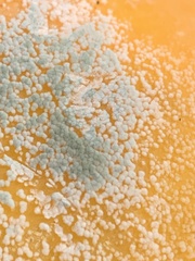 Penicillium digitatum