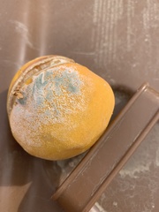 Penicillium digitatum