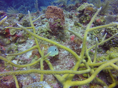 Acropora cervicornis