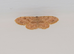 Scopula luridata