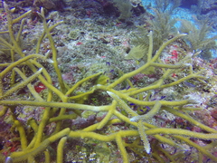Acropora cervicornis
