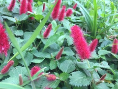 Acalypha herzogiana