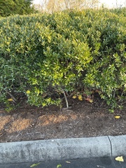 Buxus sempervirens