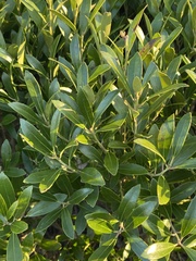Buxus sempervirens