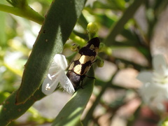 Castiarina chinnocki