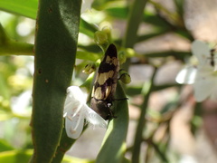Castiarina chinnocki