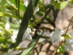 Castiarina chinnocki