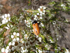 Castiarina rufipennis